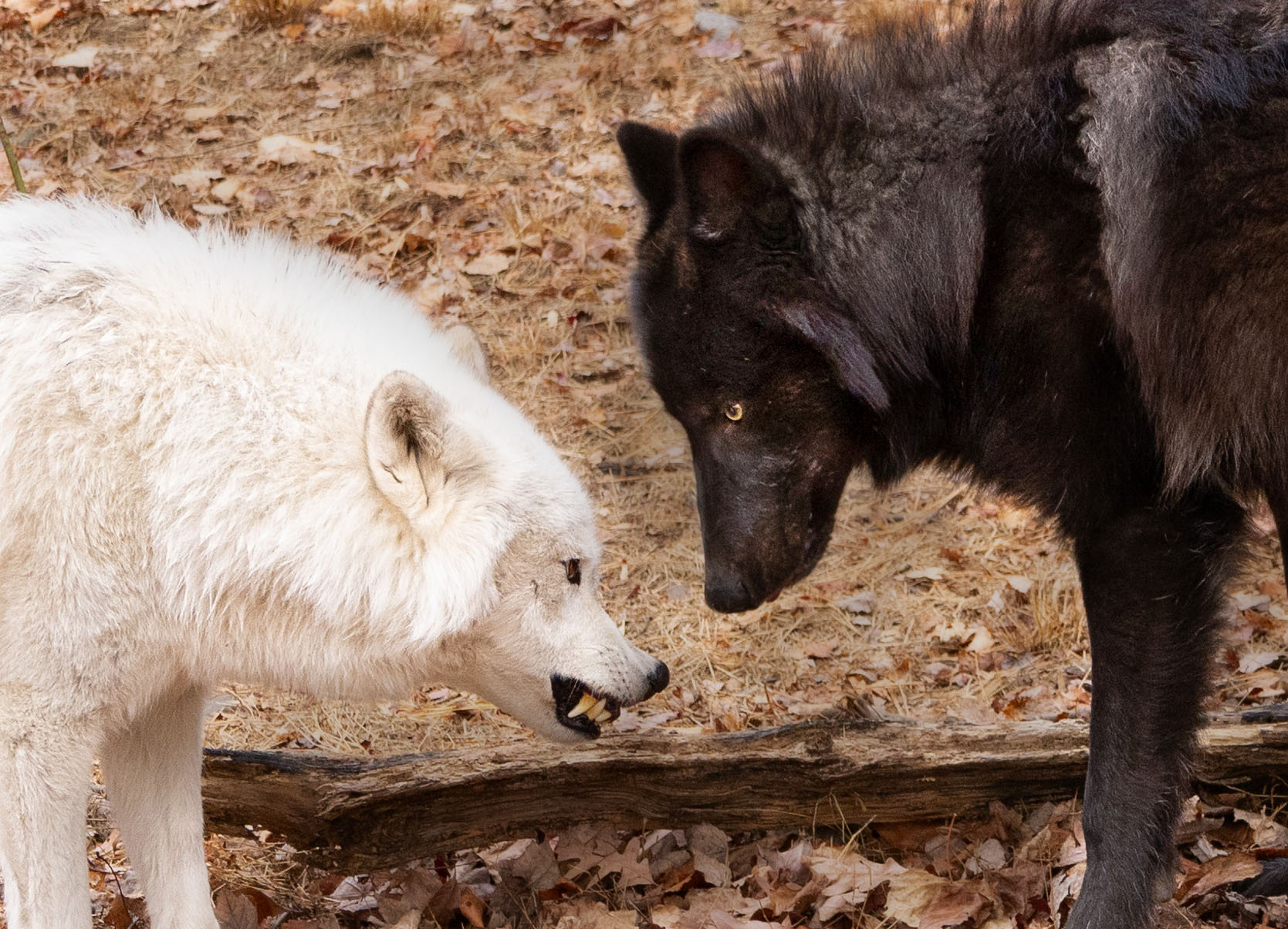 Black and white wolves