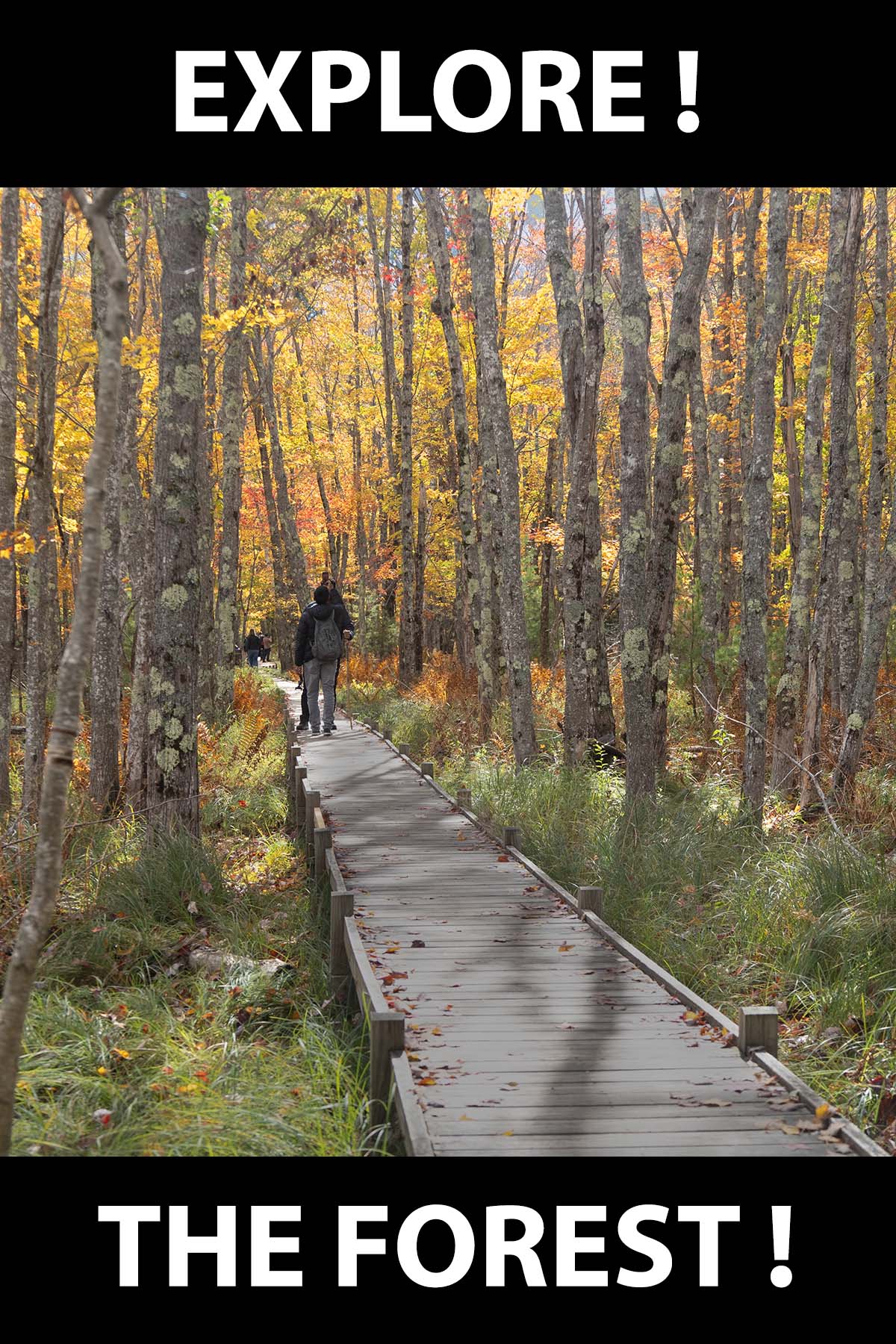 Jessup Path boardwalk in Acadia