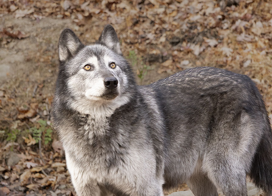 Gray Wolf