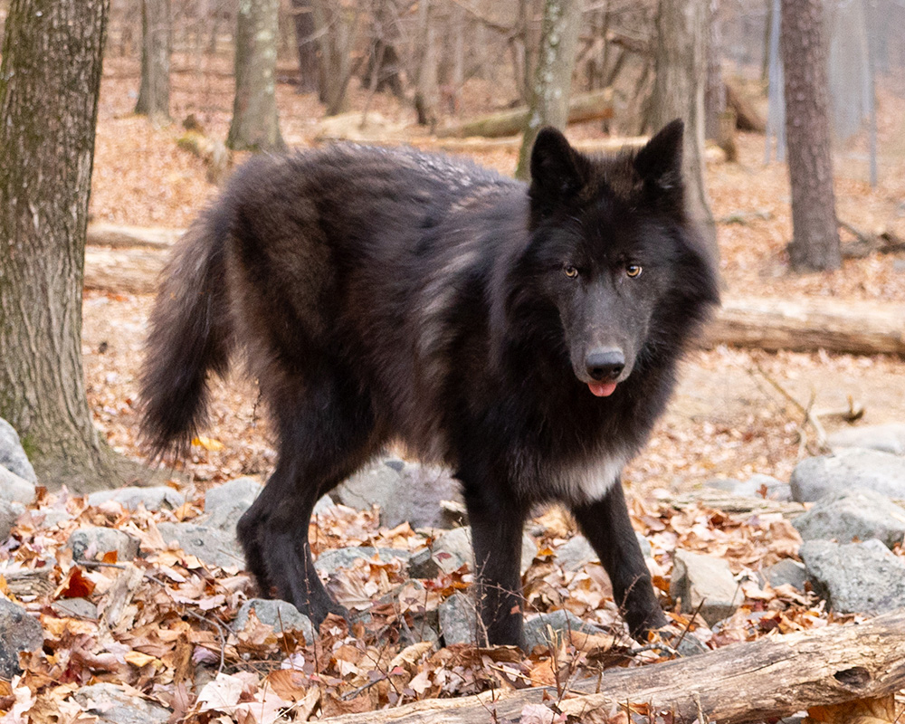 Tracking the Untamed: A Photographer's Guide to Wolf Photography. Best locations, when and how to photograph wolves.