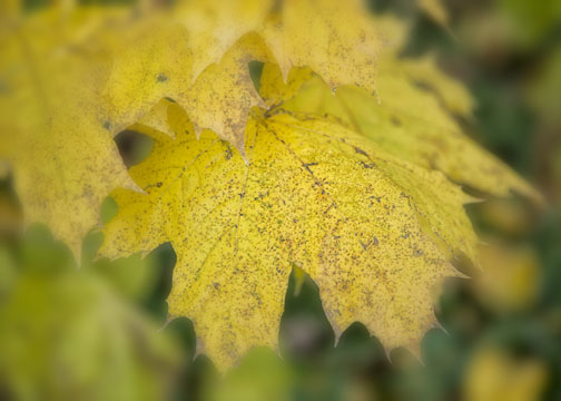 Close-up of yellow maple leaf with Nik Software filters applied
