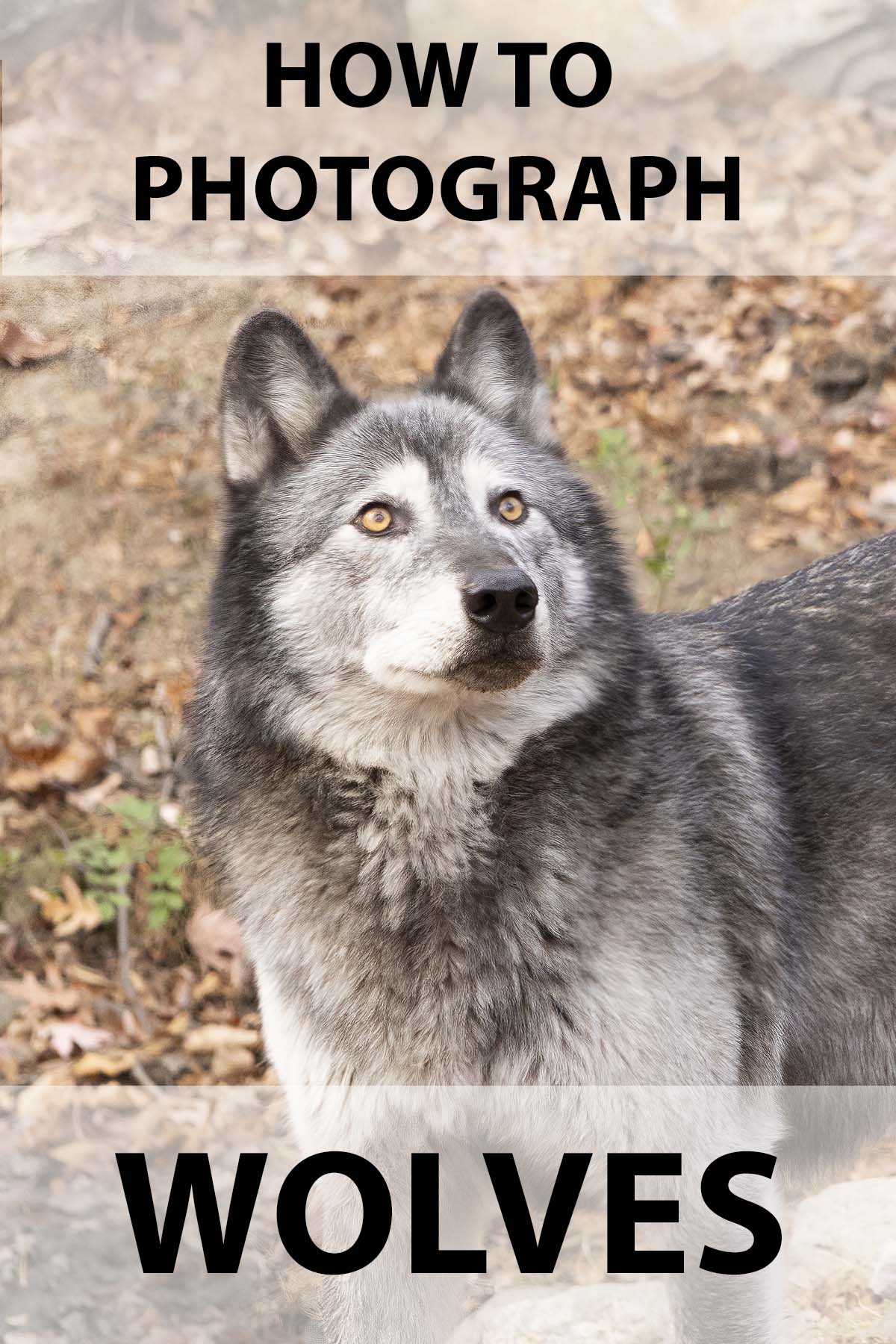 How To Photograph Wolves