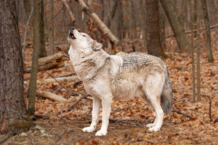 Howling Wolf